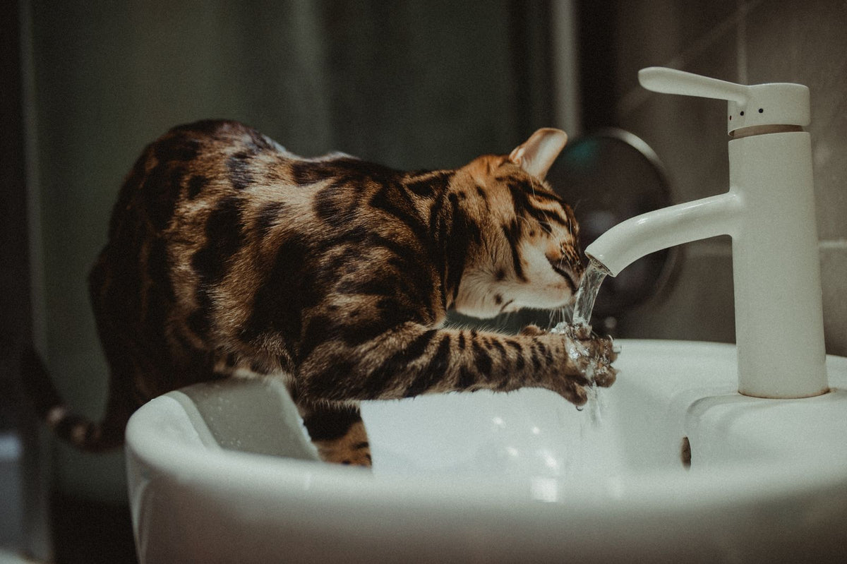 Cat drinking fresh flowing water, the benefit a pet fountain provides