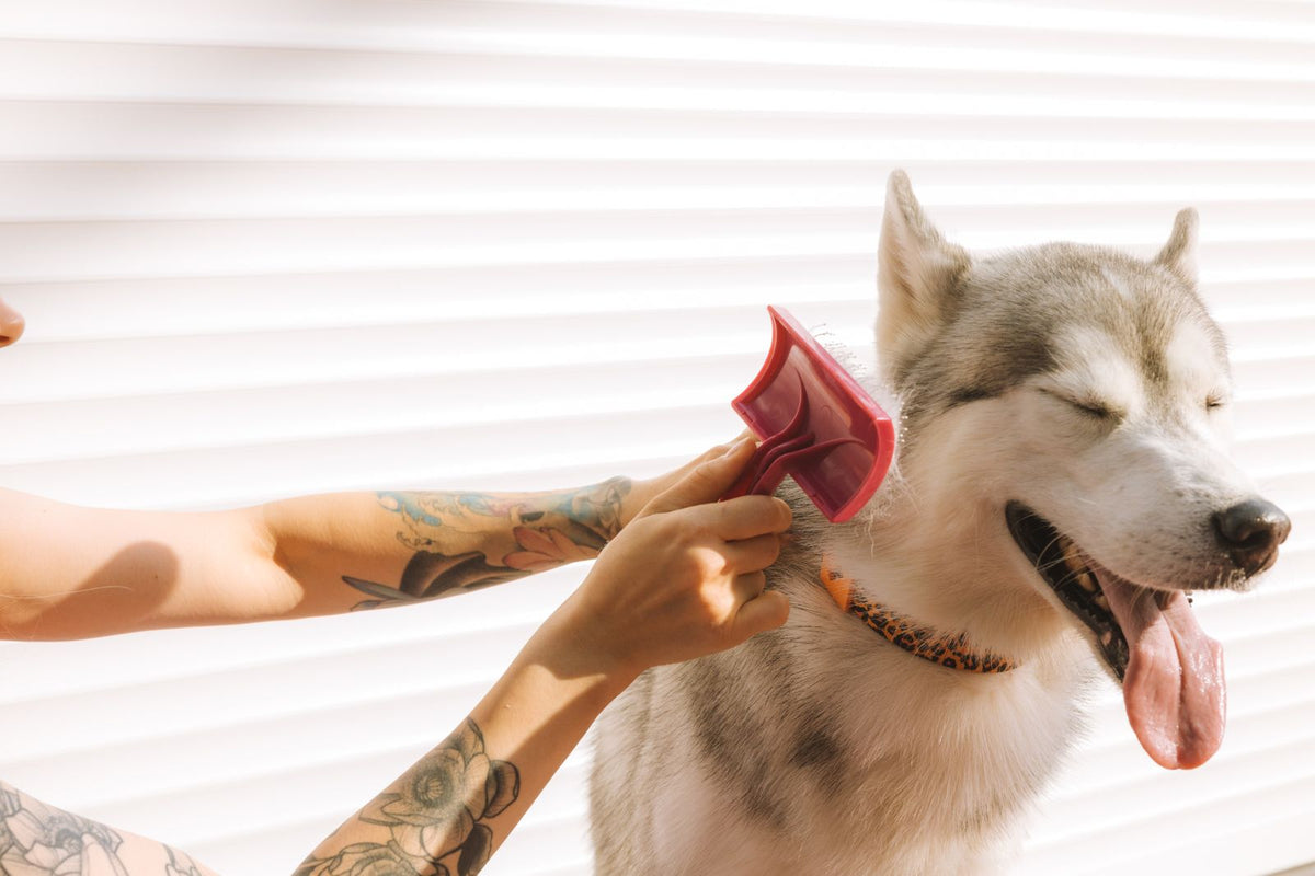 Rubber grooming mitt removing loose fur from a dog's coat