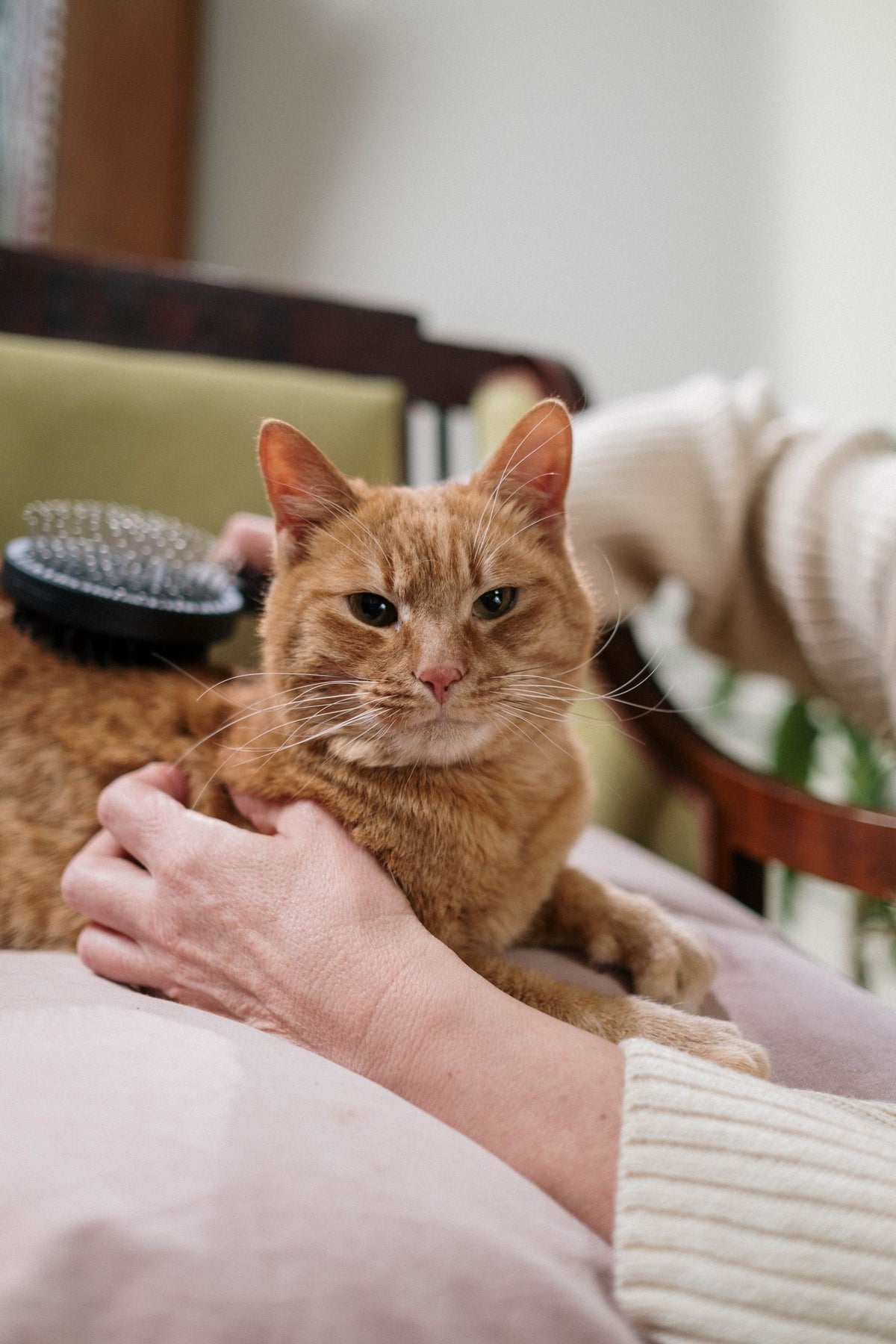 Rubber grooming mitt used to lift loose fur from a cat's coat