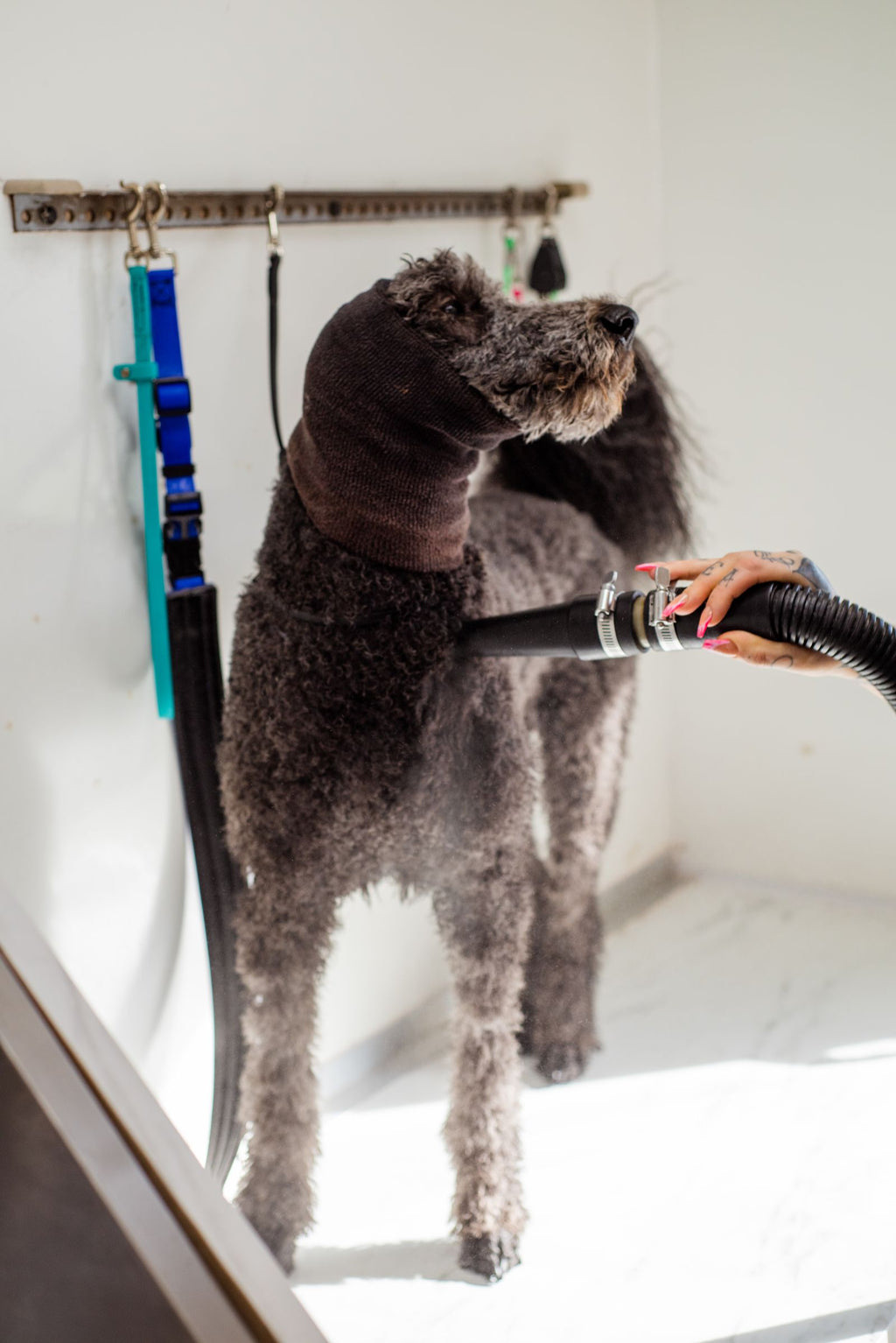 Dog being groomed with a hose-attached grooming vacuum nozzle