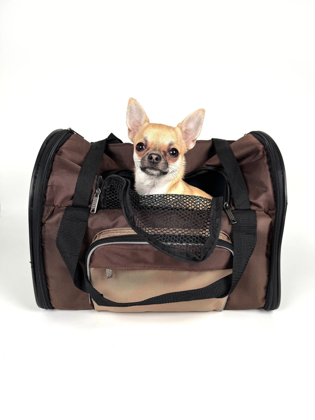 Small dog sitting inside a soft mesh foldable pet travel carrier