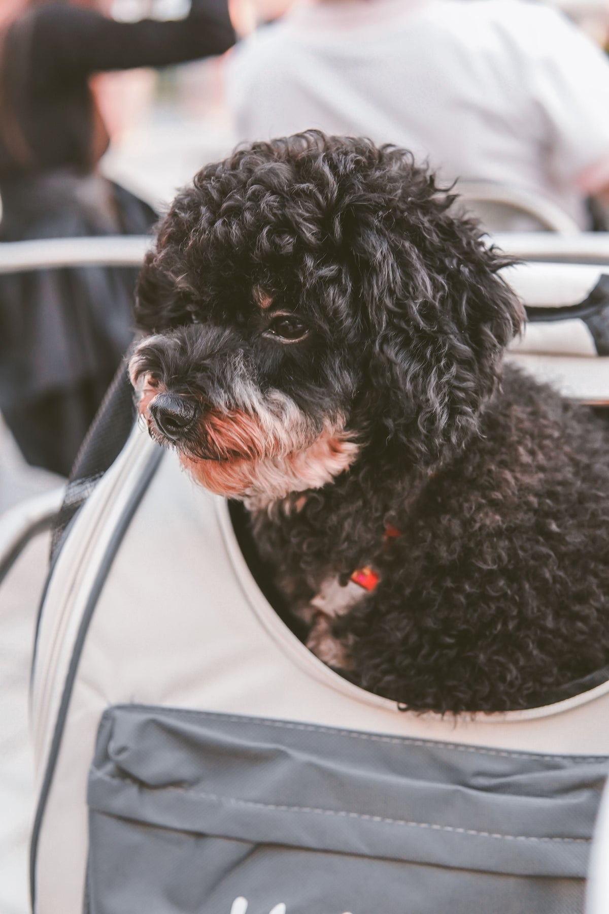 Dog resting in a padded soft-sided foldable pet travel carrier