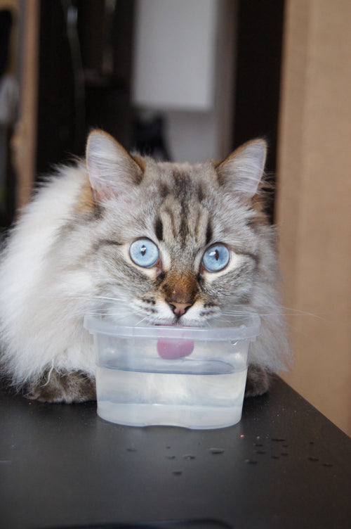 Cat drinking from an automatic pet water fountain dispenser