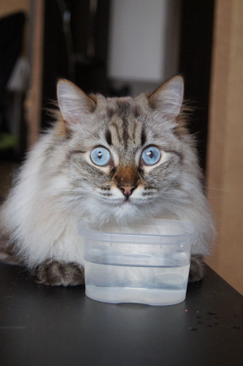 Cat beside an automatic pet water fountain dispenser unit
