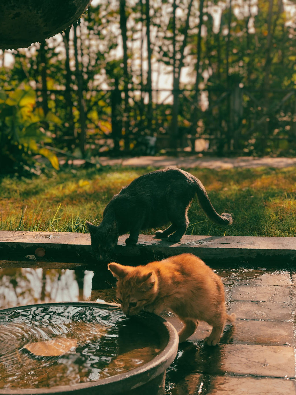 Kittens drinking water together