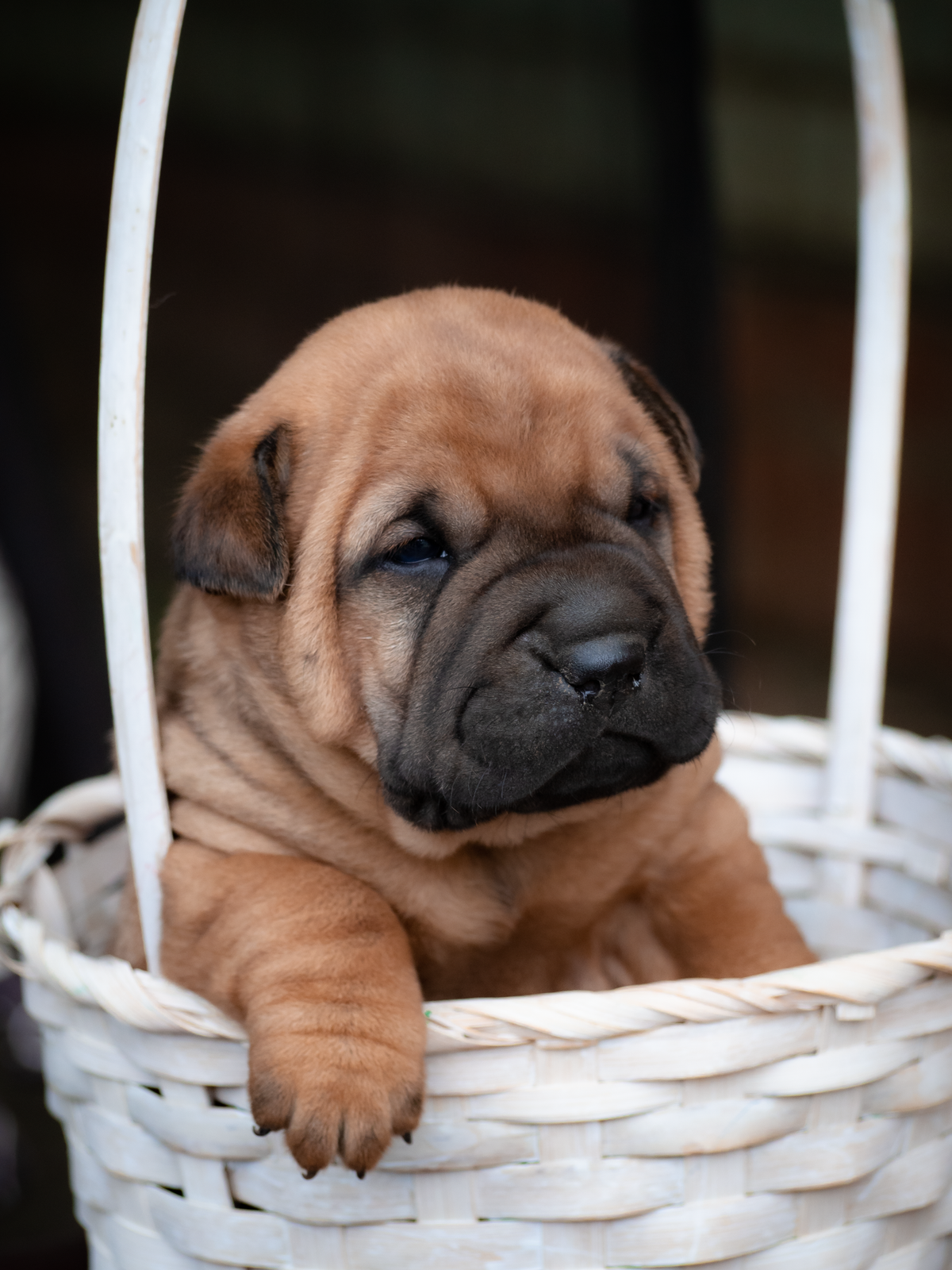 Puppy in a travel carrier basket