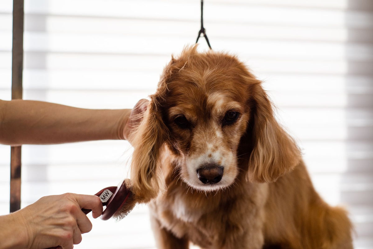 Groomer brushing a dog with grooming tool