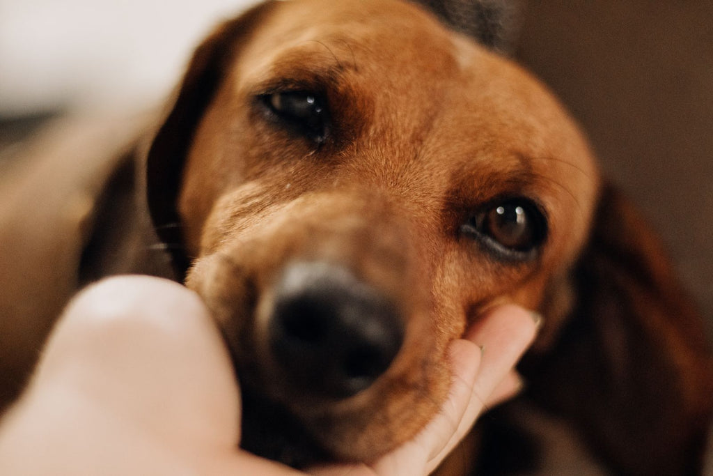 Hand grooming a puppy with a deshedding glove