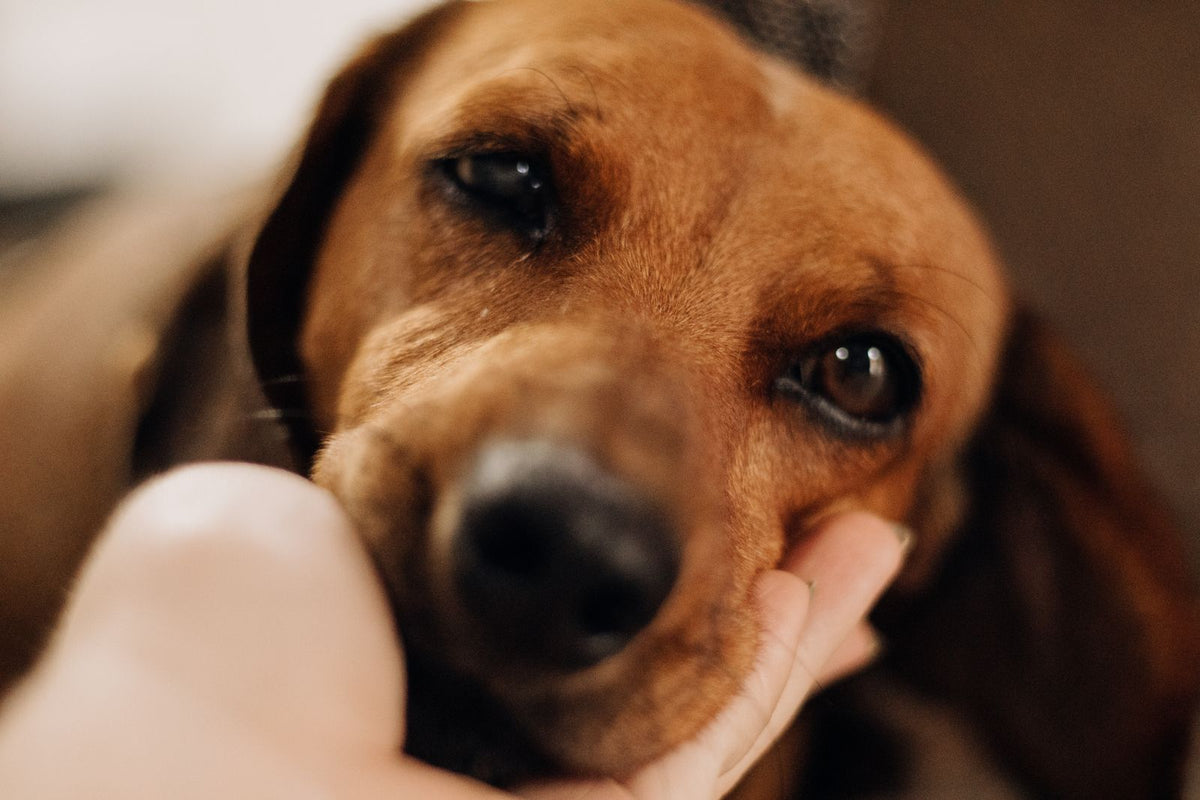 Hand grooming a puppy with a deshedding glove