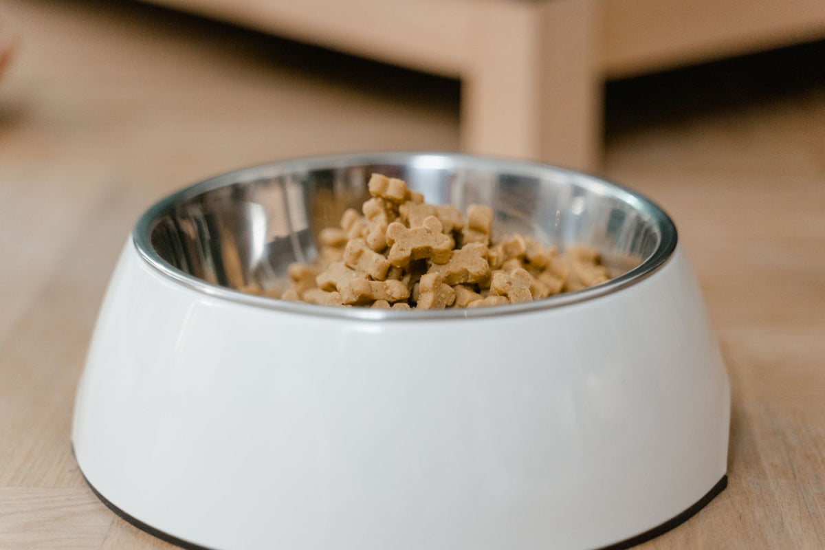 Stainless steel dog bowl with food
