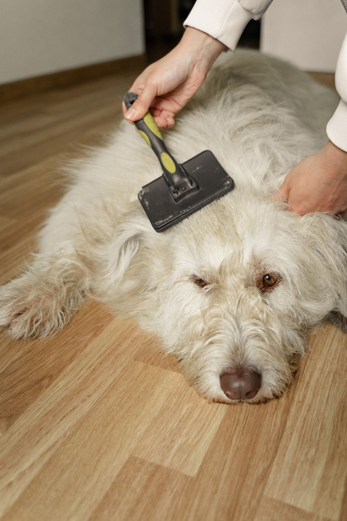 Fluffy dog being gently brushed