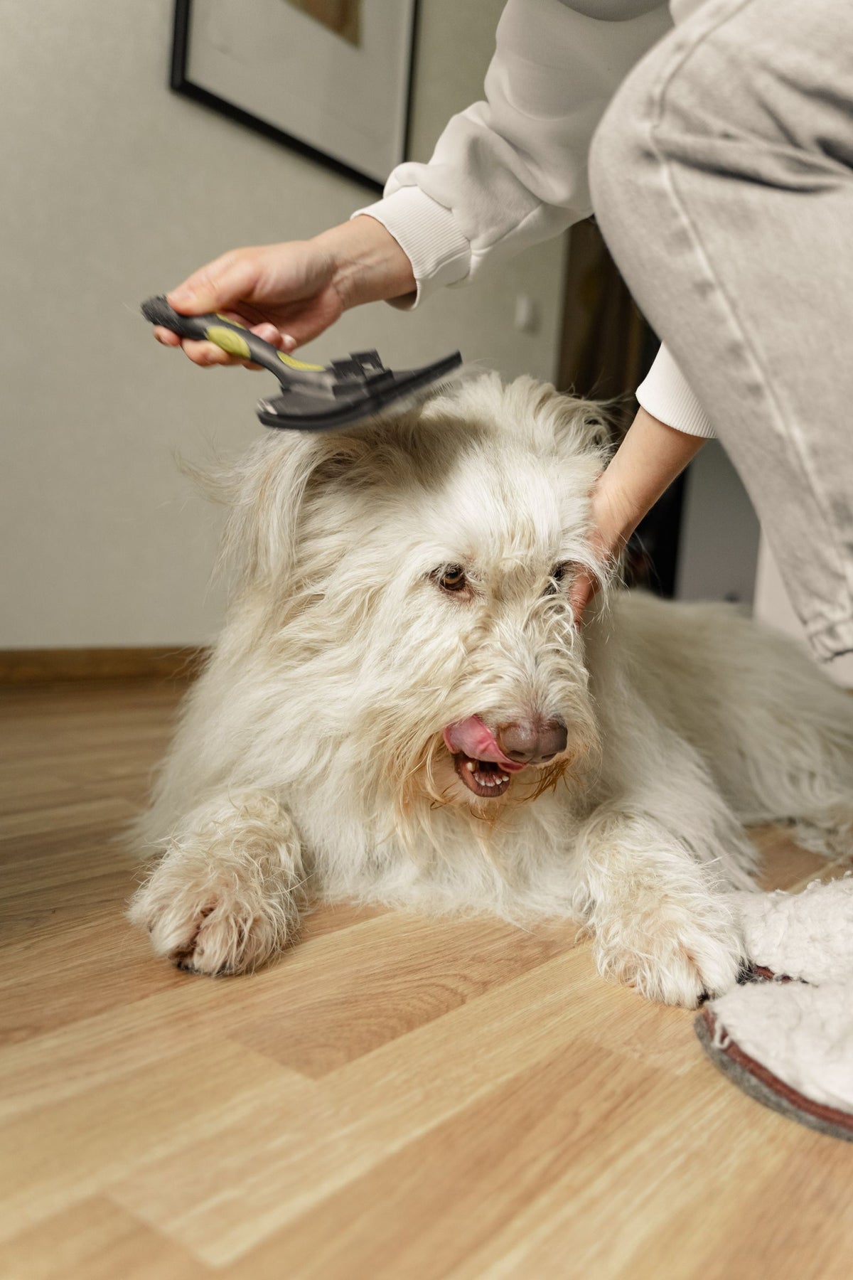Person gently grooming a fluffy dog