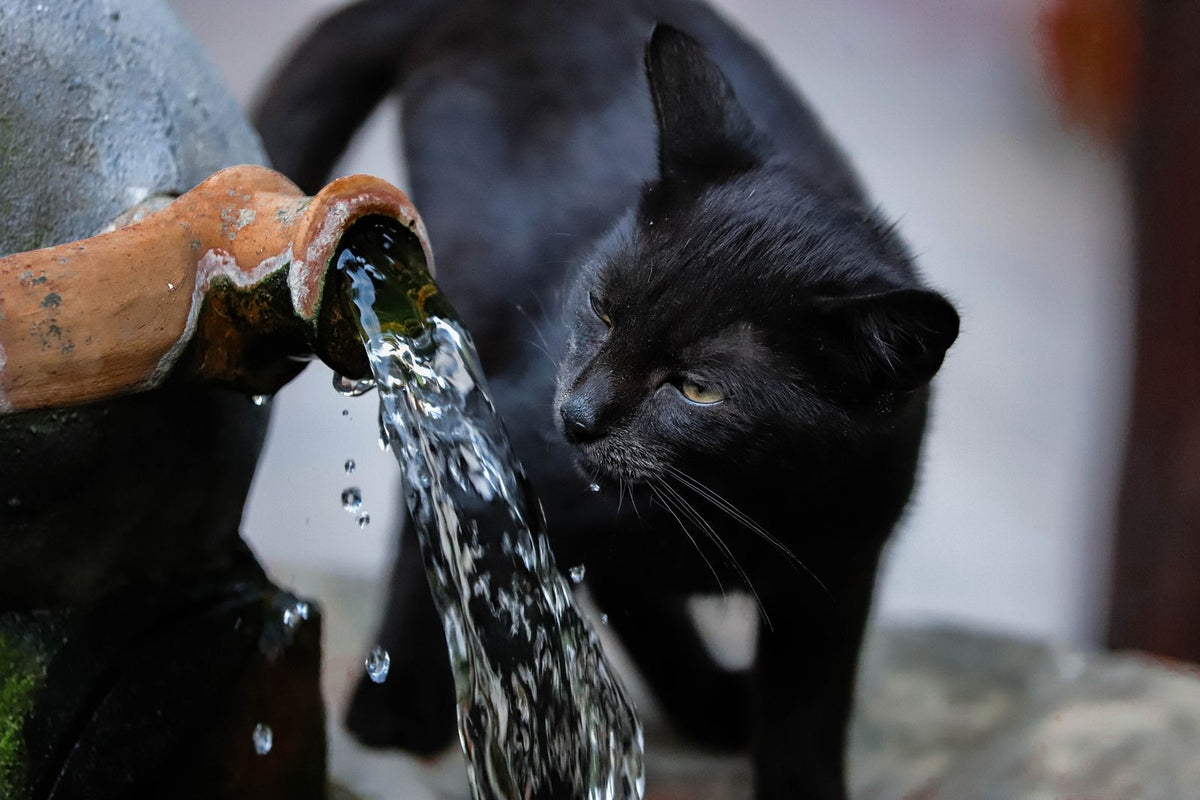 Cat drinking from a water fountain