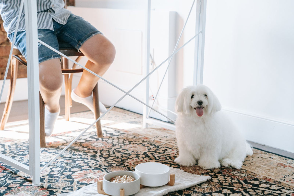 Dog sitting next to food bowls indoors