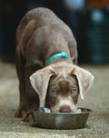 Dog eating from a slow feeder bowl