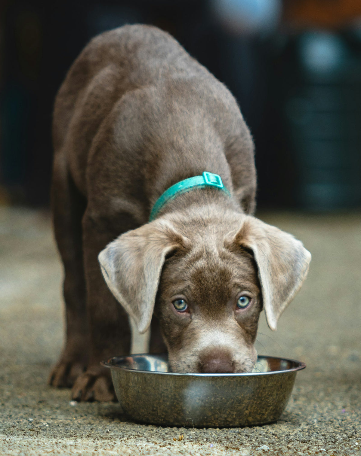 Dog eating from a slow feeder bowl